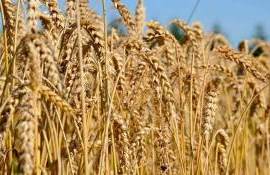В ЕС увеличивают прогноз по зерновым и оливковому маслу в 2025/26 гг. - agroexpert.md