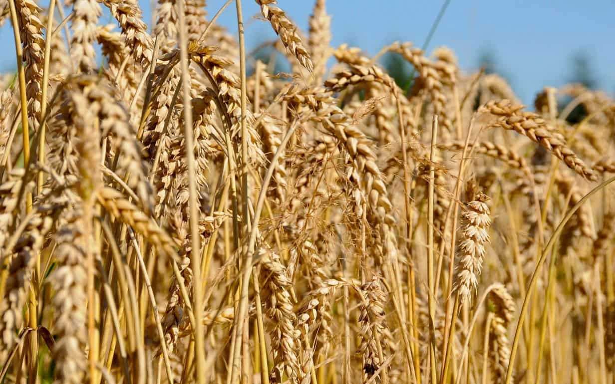 В ЕС увеличивают прогноз по зерновым и оливковому маслу в 2025/26 гг. - agroexpert.md