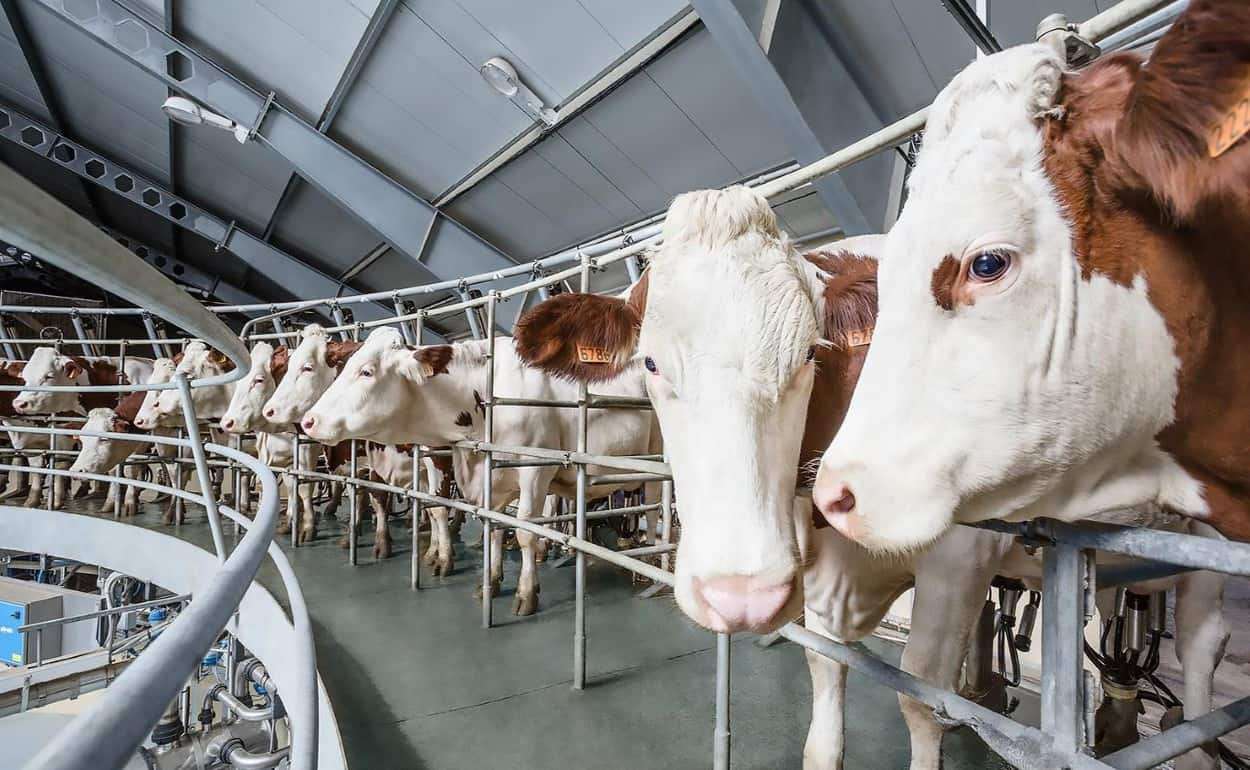 ФАО: Мировое производство в животноводстве за 10 лет вырастет на 14% - agroexpert.md