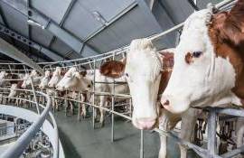 ФАО: Мировое производство в животноводстве за 10 лет вырастет на 14% - agroexpert.md
