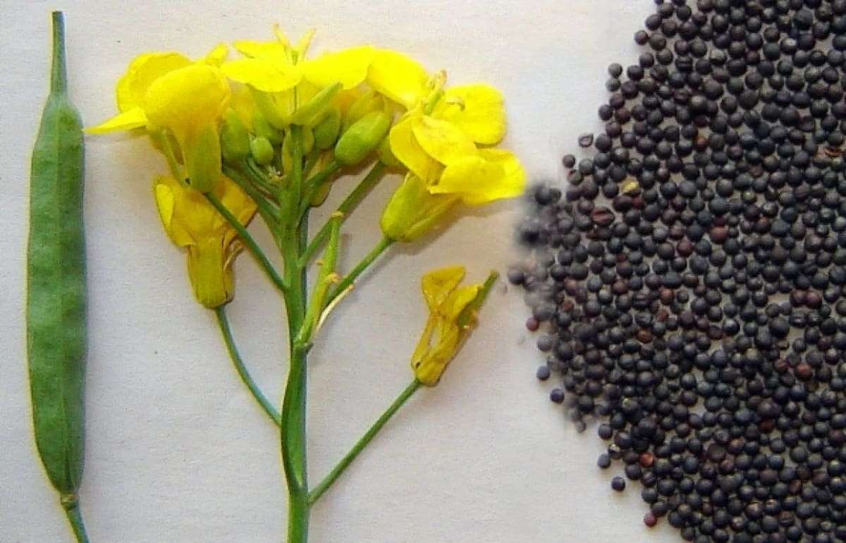 Цены на рапс в Париже падают, несмотря на прогнозы снижения урожая в ЕС - agroexpert.md