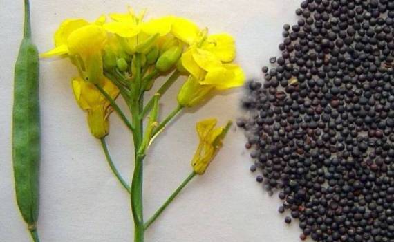 Цены на рапс в Париже падают, несмотря на прогнозы снижения урожая в ЕС - agroexpert.md