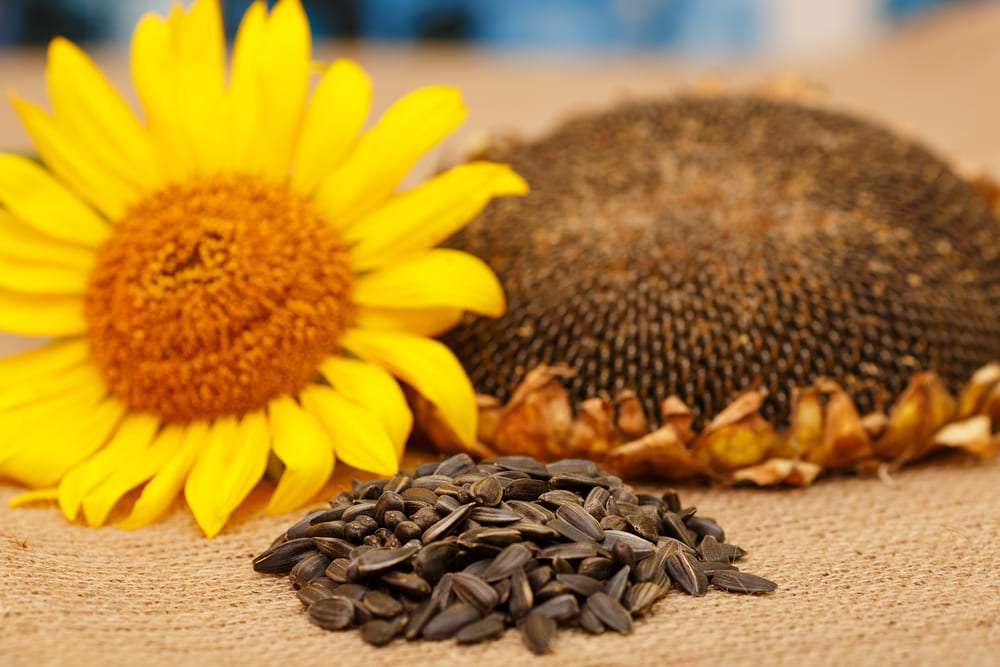 Cum arată importurile de floarea-soarelui - agroexpert.md