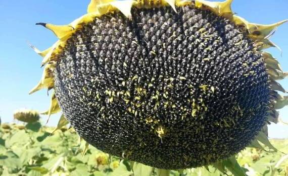 В 2025/26 МГ мировое производство подсолнечника увеличится на 4 млн тонн - agroexpert.md