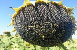 В 2025/26 МГ мировое производство подсолнечника увеличится на 4 млн тонн - agroexpert.md