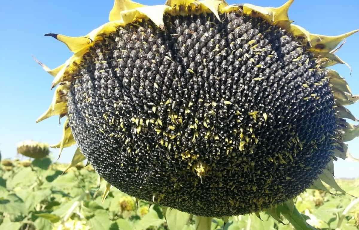 В 2025/26 МГ мировое производство подсолнечника увеличится на 4 млн тонн - agroexpert.md