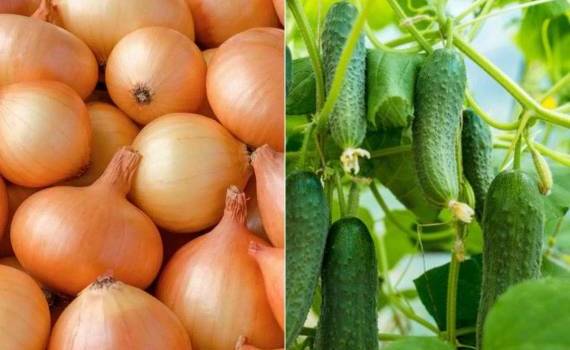 Израиль открыл рынок для молдавских огурцов и лука - agroexpert.md