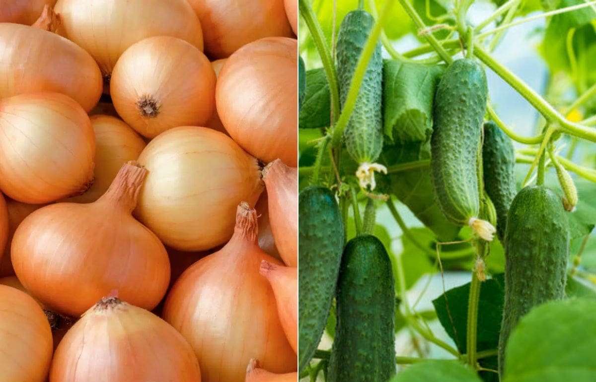 Израиль открыл рынок для молдавских огурцов и лука - agroexpert.md