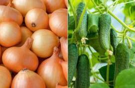 Израиль открыл рынок для молдавских огурцов и лука - agroexpert.md