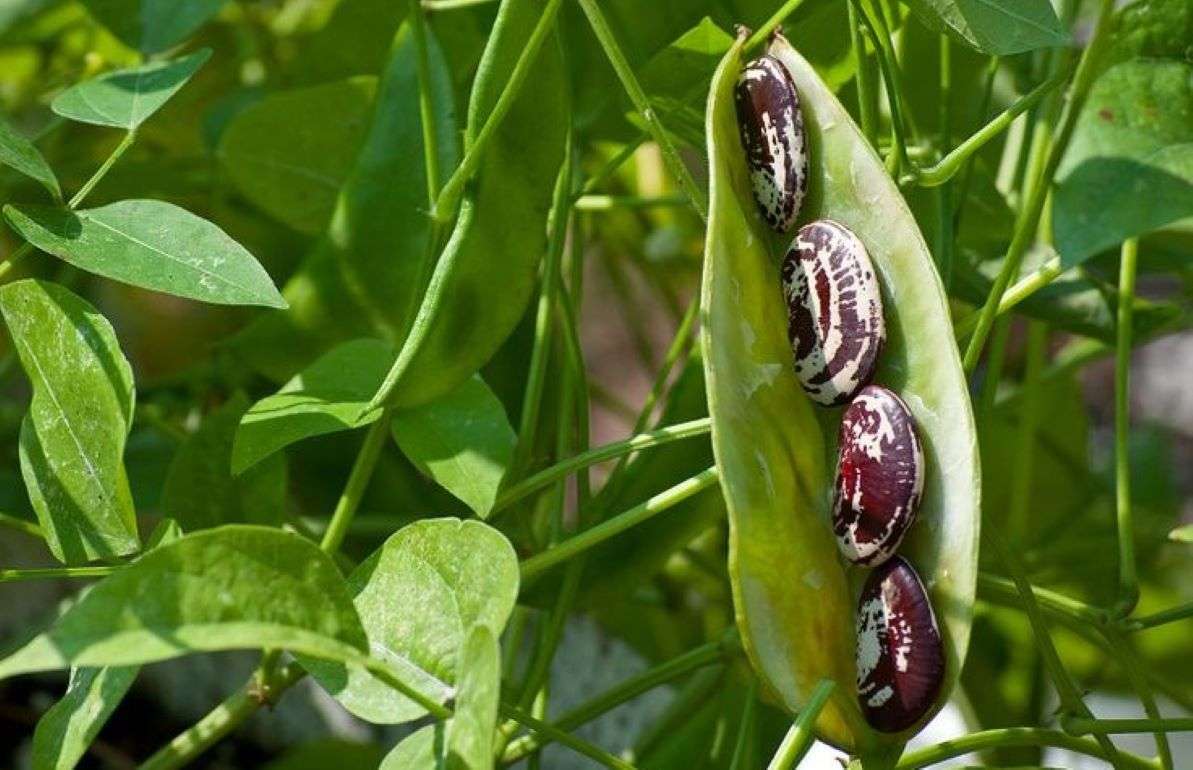 Фасоль: внешнеторговый баланс РМ за период с июля 2024 по июль 2025 года - agroexpert.md