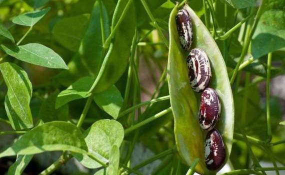 Фасоль: внешнеторговый баланс РМ за период с июля 2024 по июль 2025 года - agroexpert.md
