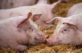 В Молдове выявили новые очаги африканской чумы свиней и бешенства - agroexpert.md