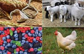 В Молдове цены сельхозпроизводителей в первом полугодии выросли на 28% - agroexpert.md