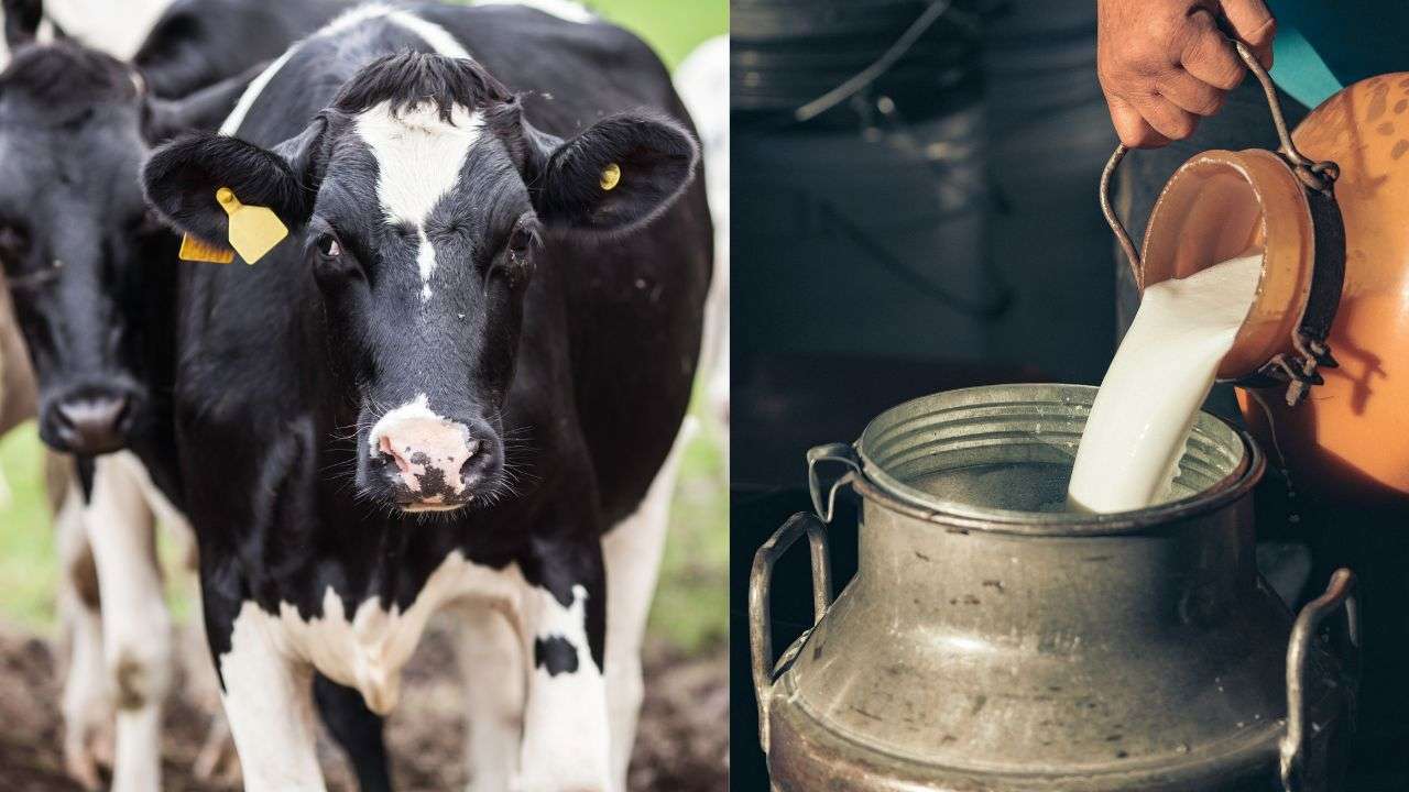Crescătorii de animale pot accesa noi plăți directe începând cu 15 august - agroexpert.md