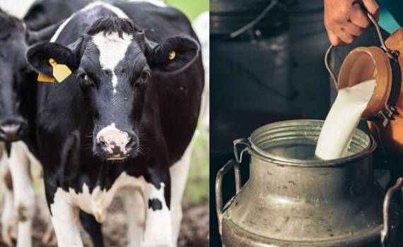 Crescătorii de animale pot accesa noi plăți directe începând cu 15 august - agroexpert.md