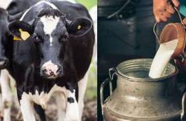 Crescătorii de animale pot accesa noi plăți directe începând cu 15 august - agroexpert.md