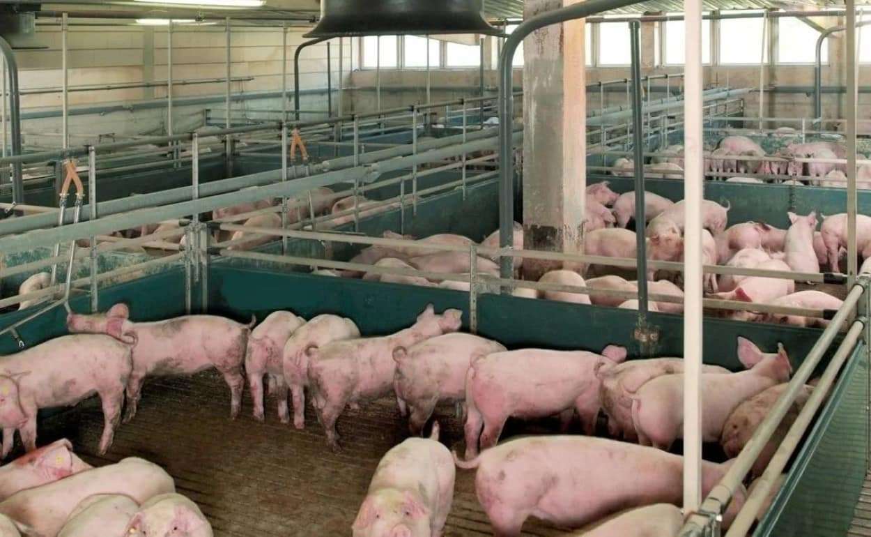 Стремительное распространение АЧС во Вьетнаме – свиноводство под угрозой - agroexpert.md