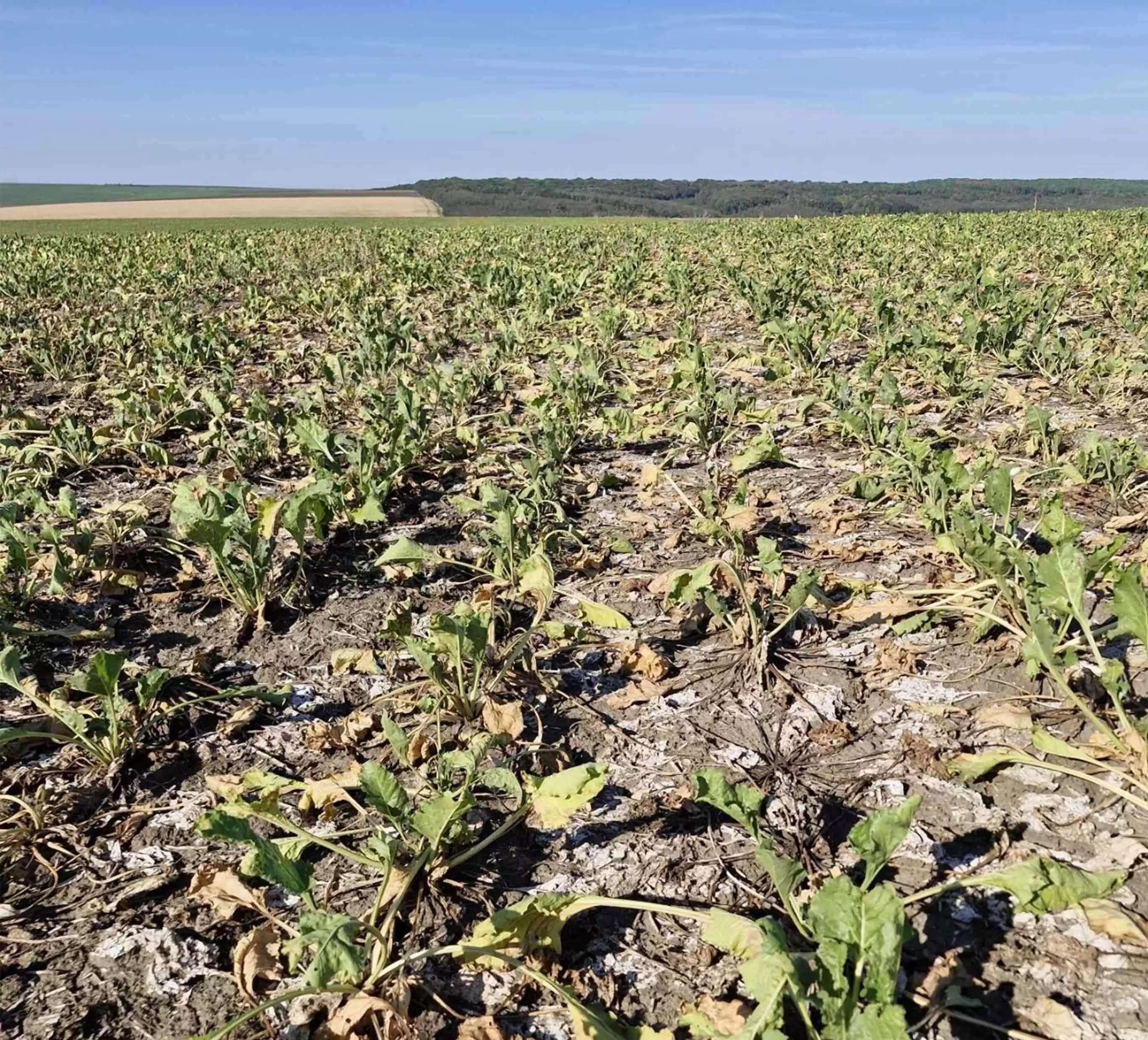 Producătorii de sfeclă de zahăr îngheț, secetă - agroexpert.md