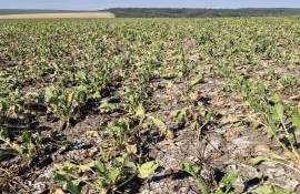Producătorii de sfeclă de zahăr îngheț, secetă - agroexpert.md