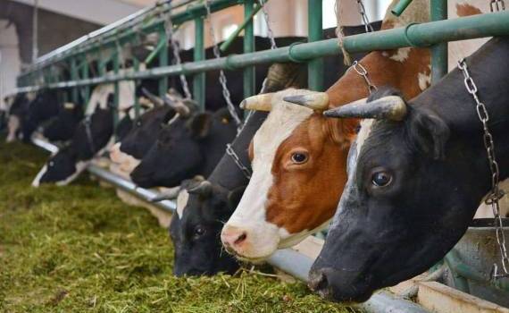 В Молдове стартовал новый прием заявок на прямые выплаты в животноводстве - agroexpert.md