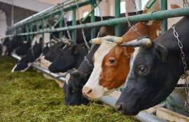 В Молдове стартовал новый прием заявок на прямые выплаты в животноводстве - agroexpert.md