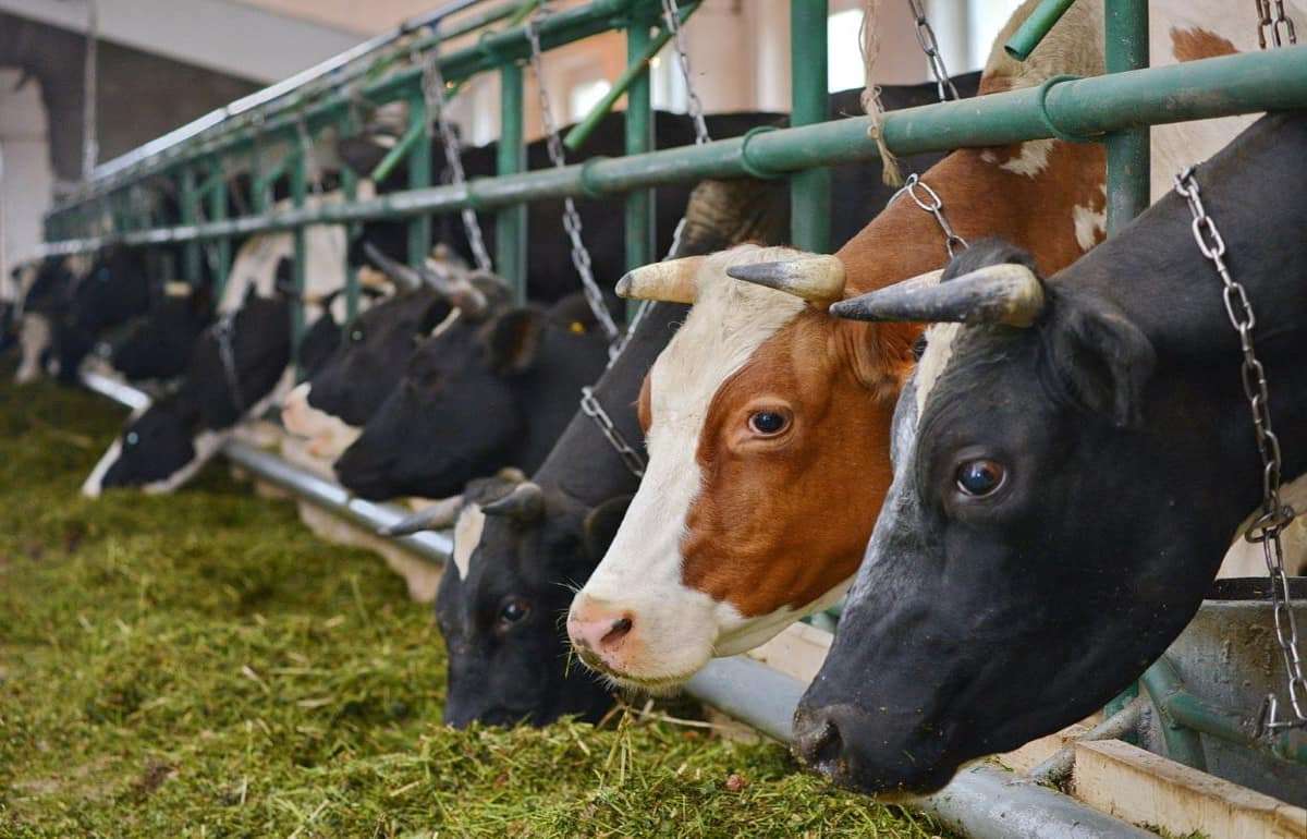 В Молдове стартовал новый прием заявок на прямые выплаты в животноводстве - agroexpert.md