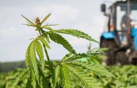 В Украине начали сбор урожая промышленной конопли - agroexpert.md