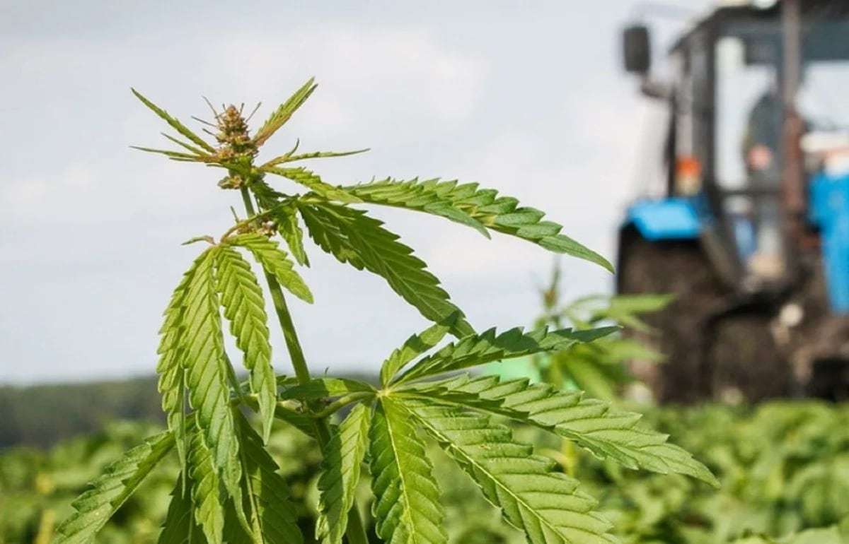 В Украине начали сбор урожая промышленной конопли - agroexpert.md