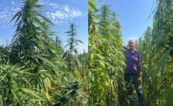Cânepa industrială are potențial procesare - agroexpert.md