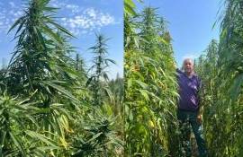 Cânepa industrială are potențial procesare - agroexpert.md
