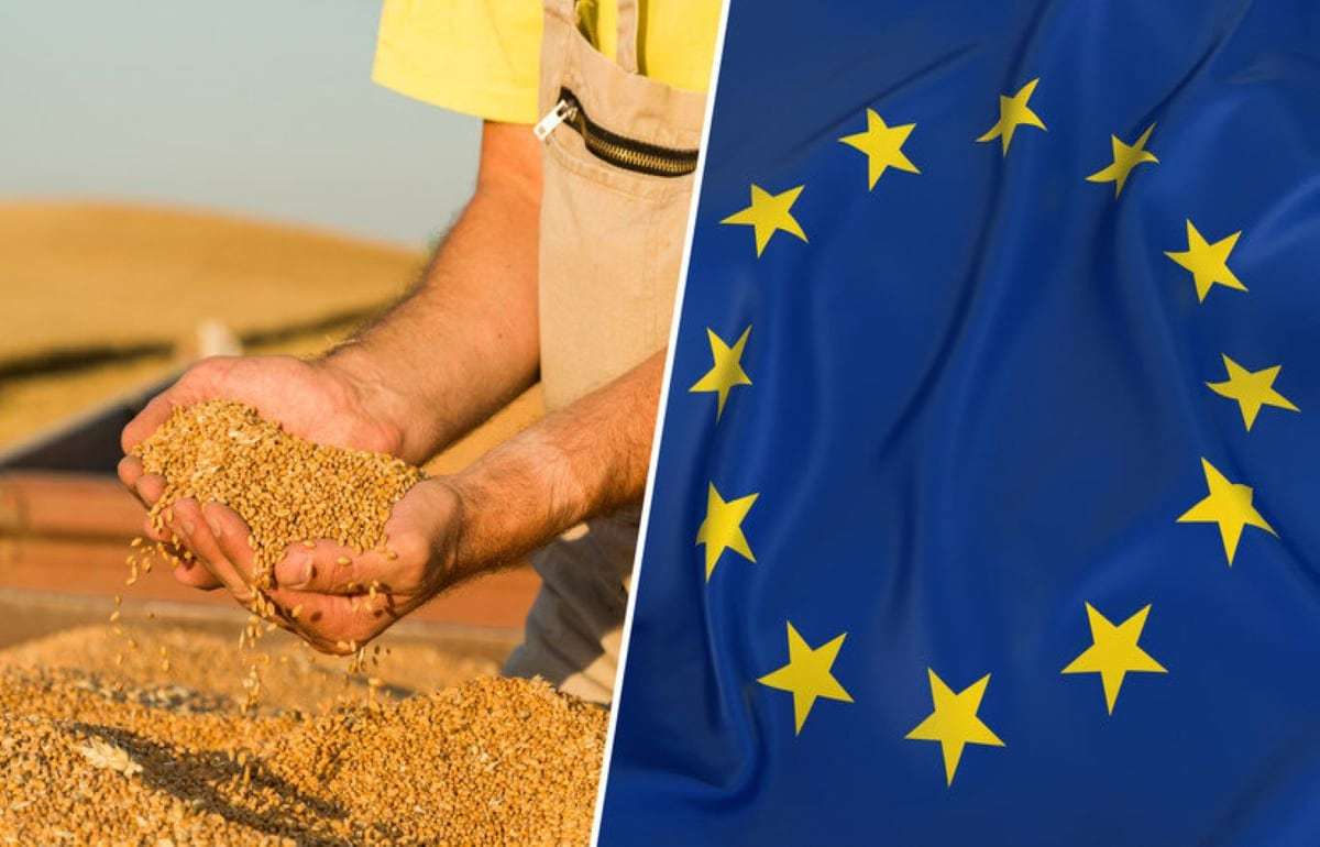 Темпы экспорта пшеницы в странах ЕС почти на 60% ниже прошлогодних - agroexpert.md