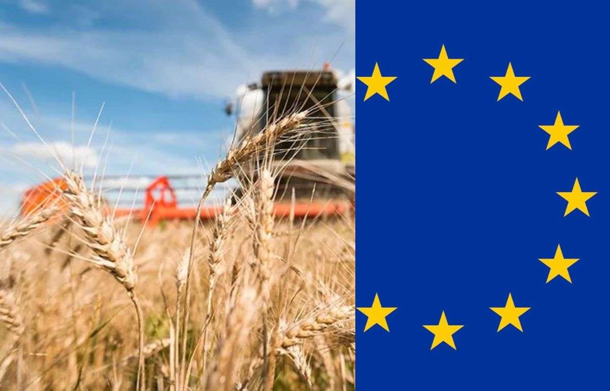 Экспорт зерновых и масличных культур из ЕС резко снизился в 2025/26 МГ - agroexpert.md