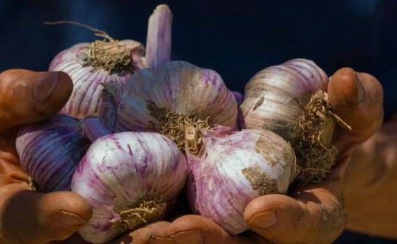 producția de usturoi autohton - agroexpert.md