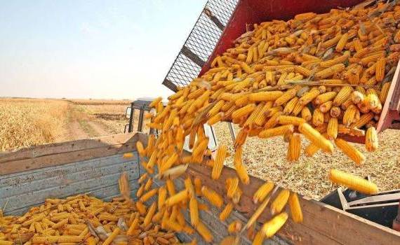 Producția estimată de porumb - agroexpert.md