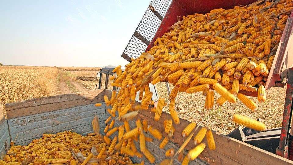Producția estimată de porumb - agroexpert.md