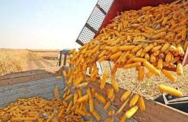 Producția estimată de porumb - agroexpert.md