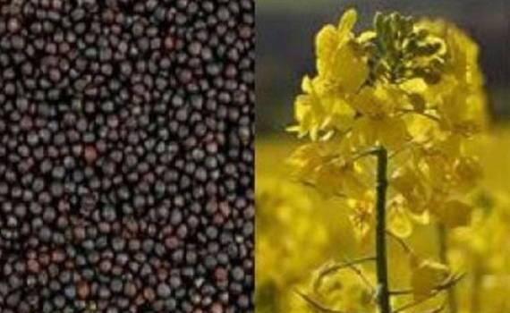 В Украине назвали самую дорогую культуру для выращивания - agroexpert.md