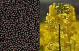 В Украине назвали самую дорогую культуру для выращивания - agroexpert.md