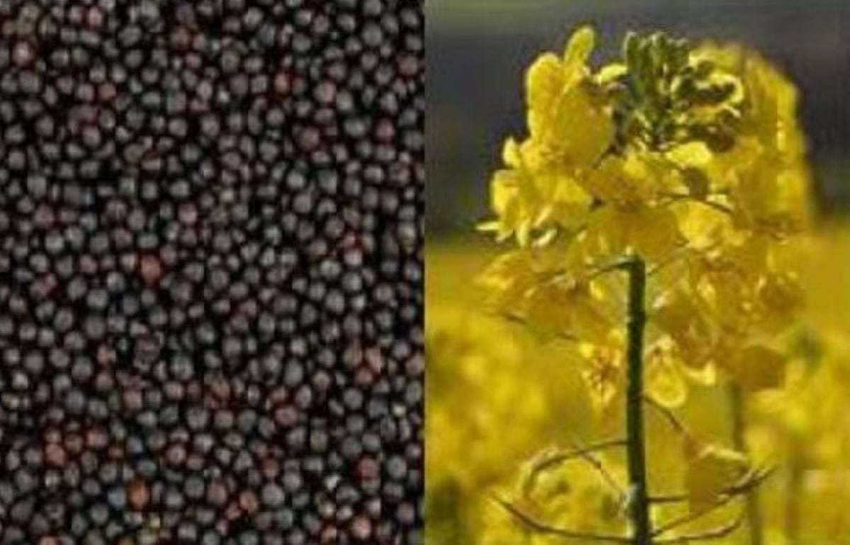 В Украине назвали самую дорогую культуру для выращивания - agroexpert.md