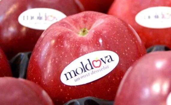 В Молдове экспортеров фруктов обучали как составлять контракты - agroexpert.md