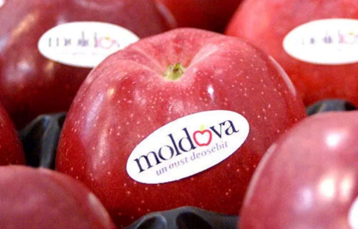 В Молдове экспортеров фруктов обучали как составлять контракты - agroexpert.md