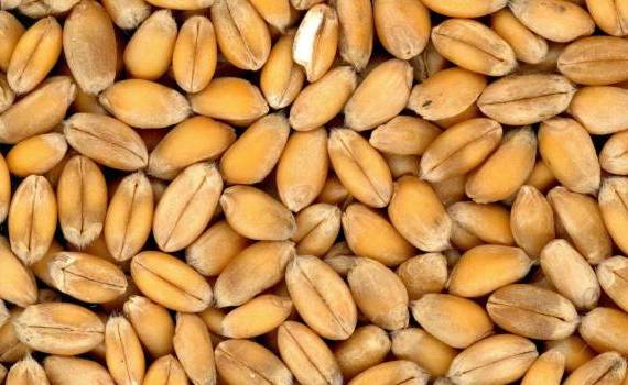 Agroexpert: griu rezerva de stat