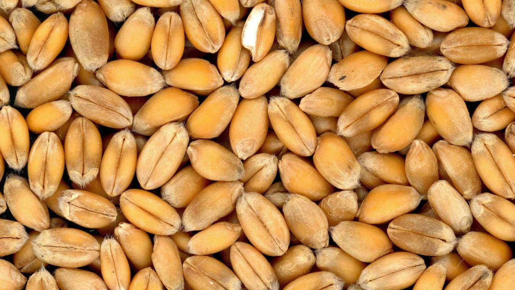 Agroexpert: griu rezerva de stat