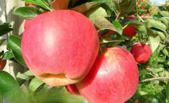 В Молдове яблок соберут на треть меньше, чем в 2024 году - agroexpert.md