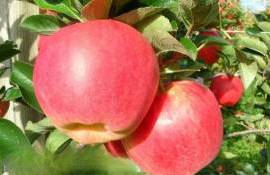 В Молдове яблок соберут на треть меньше, чем в 2024 году - agroexpert.md