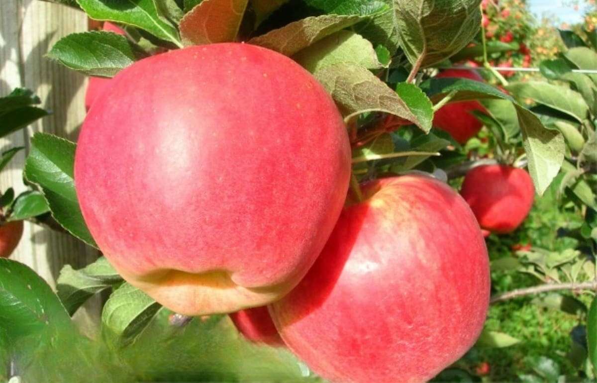 В Молдове яблок соберут на треть меньше, чем в 2024 году - agroexpert.md