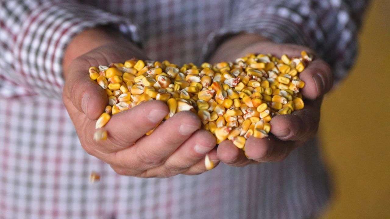 exporturile de porumb ale Moldovei - agroexpert.md