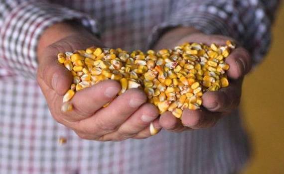 exporturile de porumb ale Moldovei - agroexpert.md