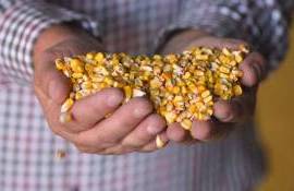 exporturile de porumb ale Moldovei - agroexpert.md
