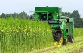 Промышленная конопля вызывает интерес у фермеров: но нужна господдержка - agroexpert.md